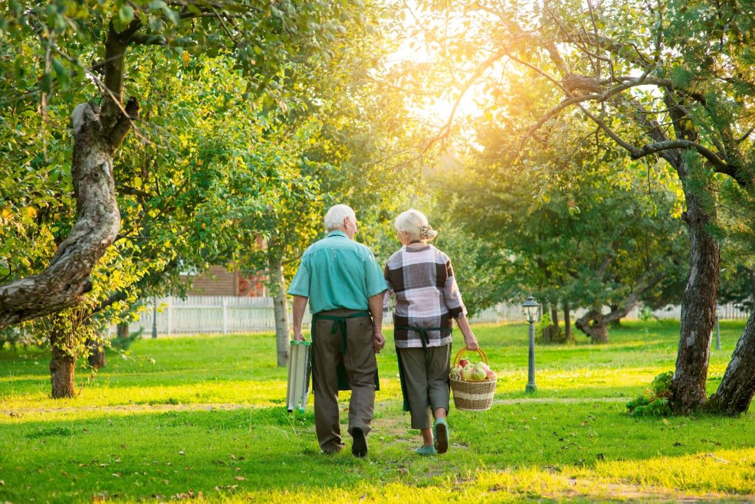 Senior man and woman walking hand in hand with a picnic basket and chair.